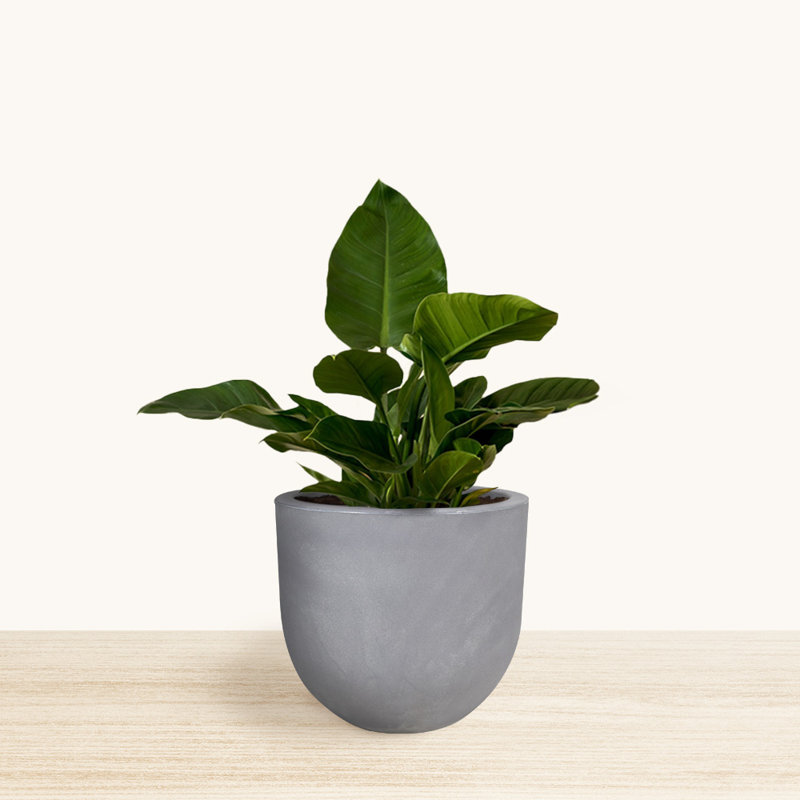 Petar ECOBO19.7 inches Eco Friendly Round Pot Planter, Decora Indoor Outdoor use Four season Use, Gray