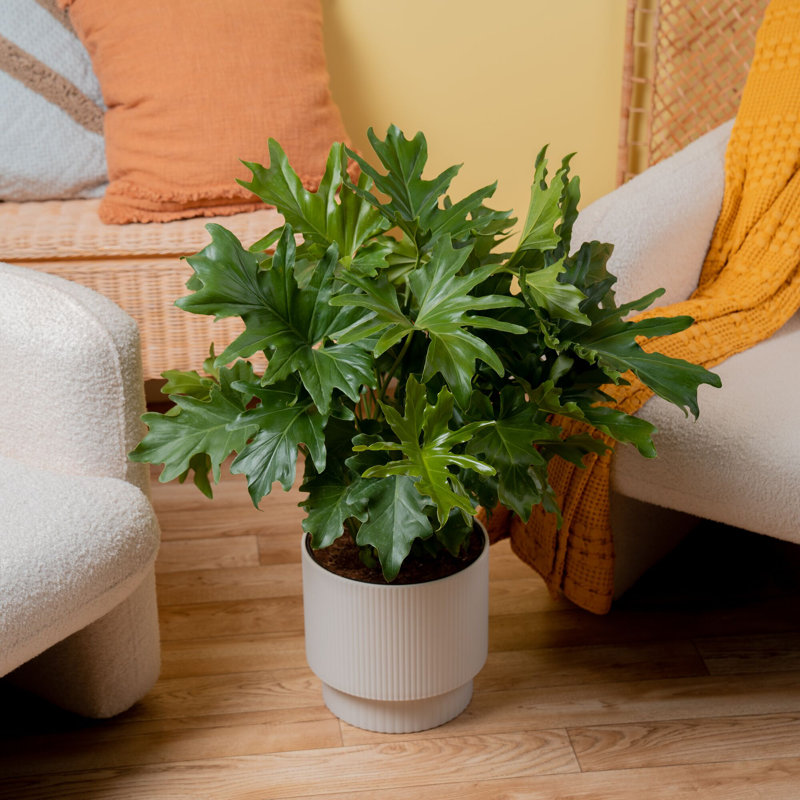 Lacy Tree, Selloum in Mid-Century Modern Planter