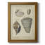 «Vintage Shell Study II», reproduction d'art sur toile encadrée-905612449