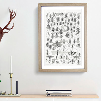 Study of Insects XXXIX by Oliver Goldsmith - Framed Print