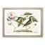 Mockingbird by Mark Catesby - Framed Print-55733462-55733463