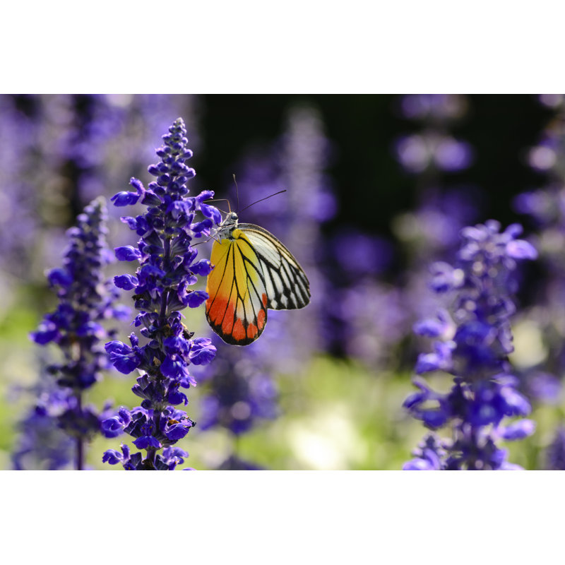 Faustino Butterfly - Wrapped Canvas Print, 81 cm H x 122 cm W x 3.8 cm D