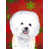 Bichon frisé 1