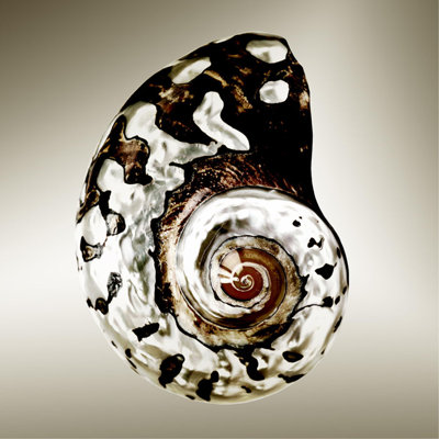 Gilt Shells I Print by Zoey Riley