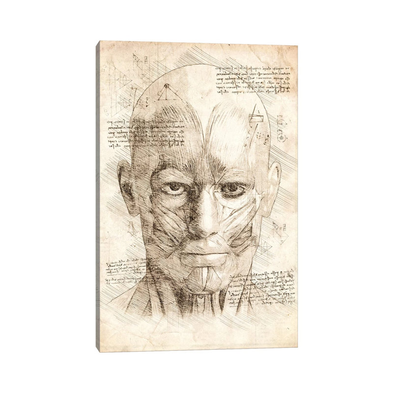 Human Head Face Muscles by Cornel Vlad - Wrapped Canvas Print, 20.32 cm H x 30.48 cm W
