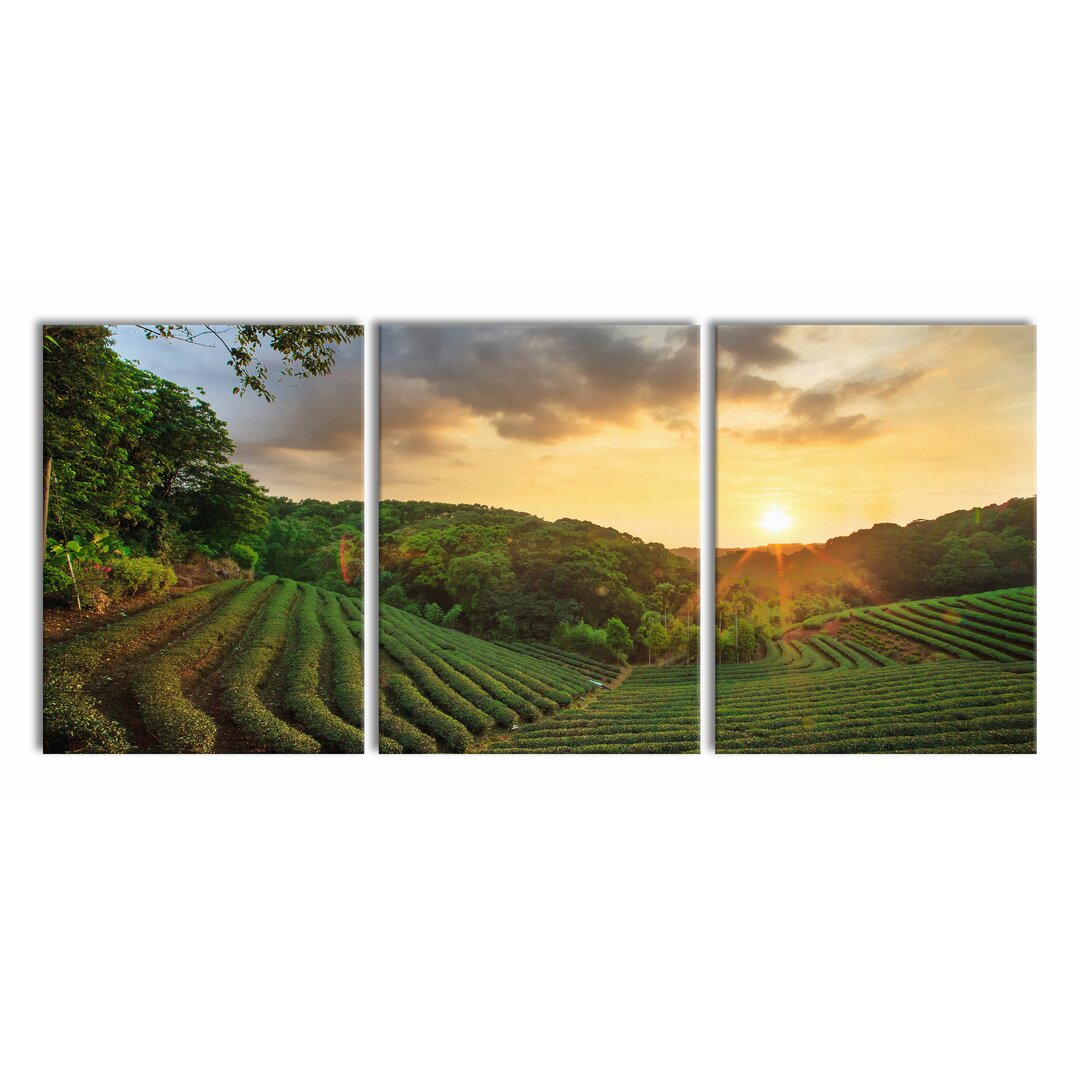 3-tlg. Leinwandbilder-Set Tea Plantation at Sunset