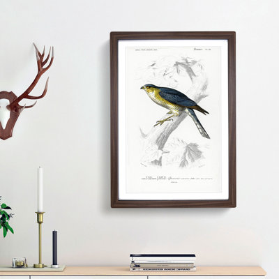 Eurasian Sparrowhawk by Charles D' Orbigny - Picture Frame Painting Print