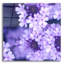 «Fleurs mauves 2» par PhotoINC Studio-1787466536