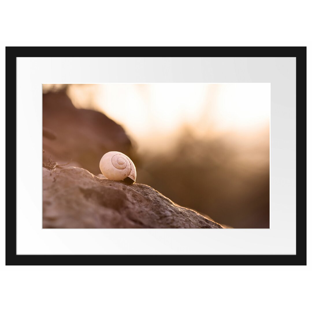 Gerahmtes Poster Kleine Schnecke auf Stein