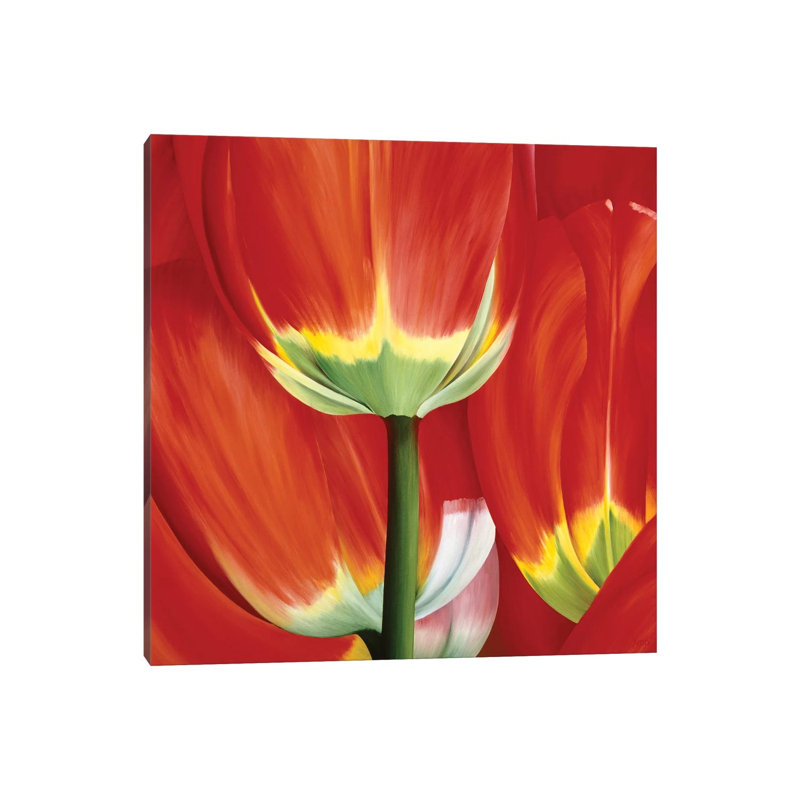 Most Beautiful Tulip I by Yvonne Poelstra-Holzhaus - Wrapped Canvas Print, 30.48cm H x 30.48cm W x 1.91cm D