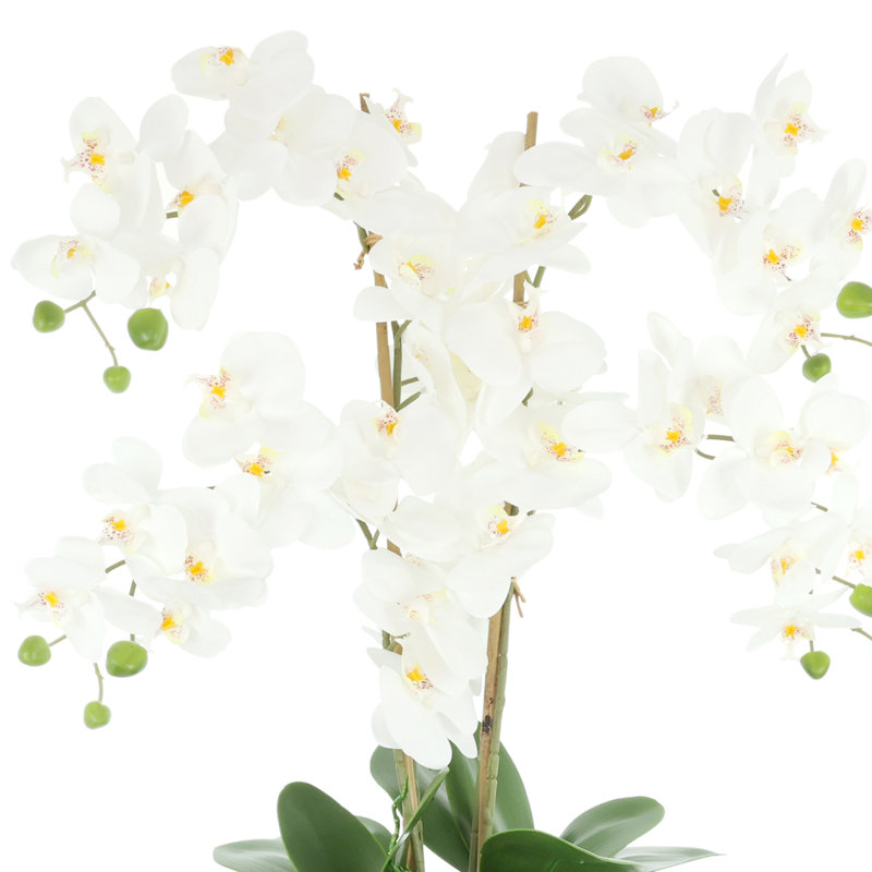 Phalaenopsis Floral Arrangement