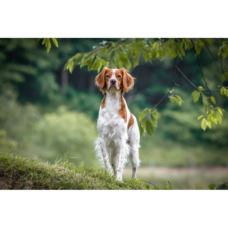 Brittany Spaniel Dog by Barbara Cerovsek - Wrapped Canvas Print, 51cm H x 76cm W