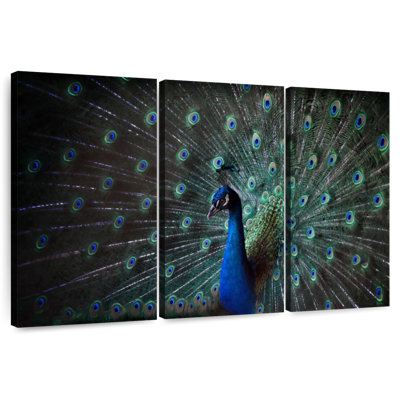 Brampt Noble Blue Peacock