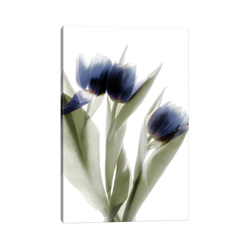 X-Ray Tulip IV by Judy Stalus - Wrapped Canvas Print, 20.32 cm H x 30.48 cm W