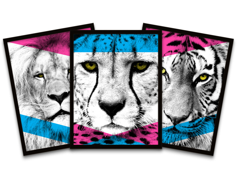 Fierce Cats Lion Cheetah Tiger - 3 Piece Print Set