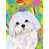 Bichon maltais (blanc et mauve)