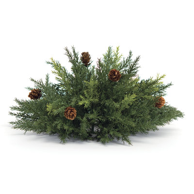 Arborvitae demi-orbe P 13 po