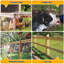 Chicken Fencing-60435549