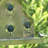 Newtown 76.75'' H x 16.25'' W x 8.5'' D Metal Multihome Birdhouse Stake