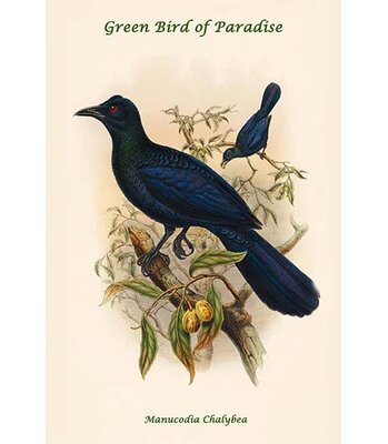 Manucodia Chalybea Green Bird of Paradise' - Graphic Art Print -  Buyenlarge, 0-587-32037-0C2842