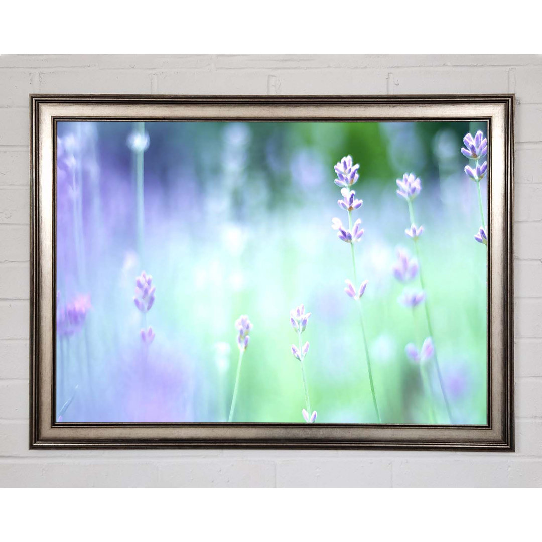 Gerahmtes Leinwandbild Soft Focus Small Purple Flowers