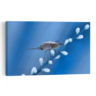 Fuzzy Bee Fly On Buds Delicate Serene Contemporary Bee Fly Nature Plant Wall Art Print 1 Piece Wrapped Canvas Wall Art