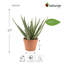 Aloe plante artificielle en pot 17 po Electra