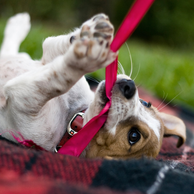 " Jack Russell Puppy Playing " by Wedekiba, 12'' W x 12'' H