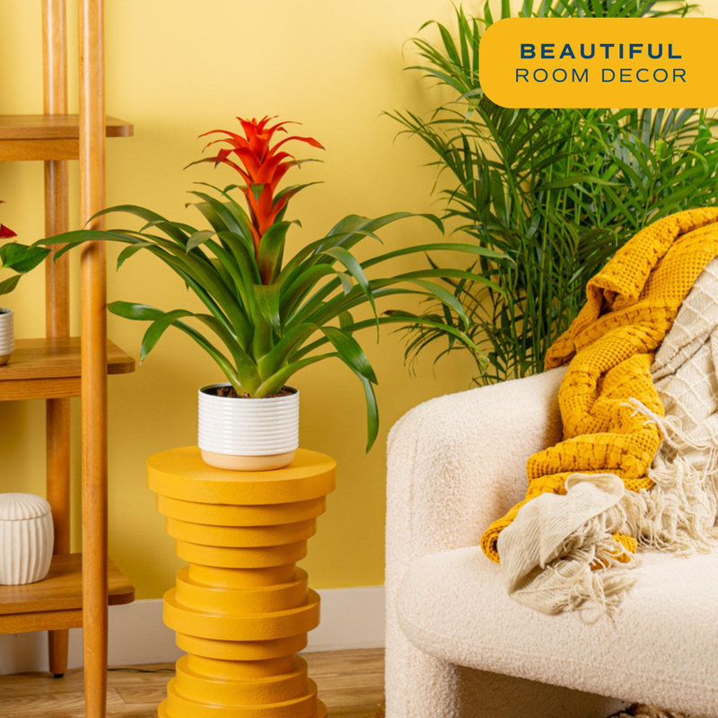 Bromeliad Plant in Planter