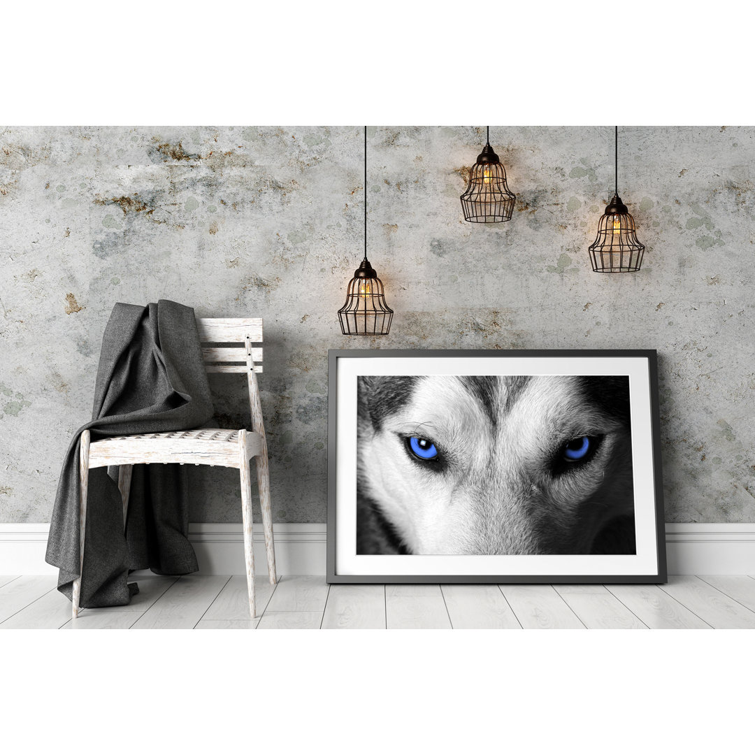 Gerahmtes Poster Husky mit Augen