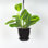 Live Lemon Lime Prayer Plant in Hanging Pot