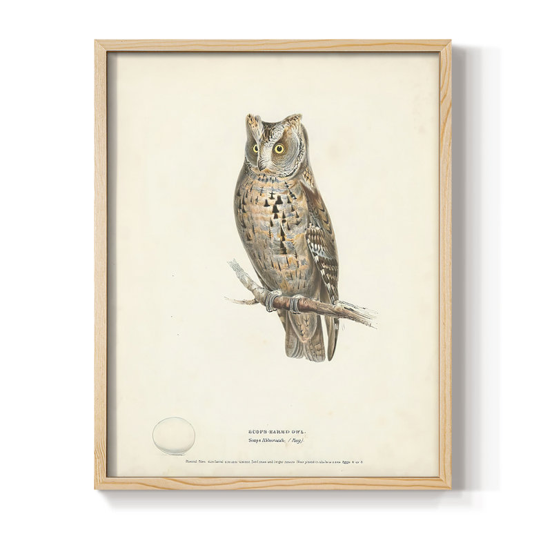 Reproduction encadrée Scops Earl Owl - bois massif, H 11 po x l 9 po