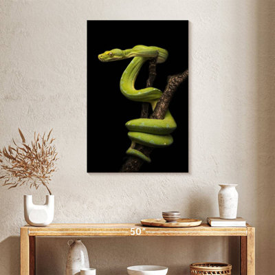 Brampt Python Wrapped Around A Branch