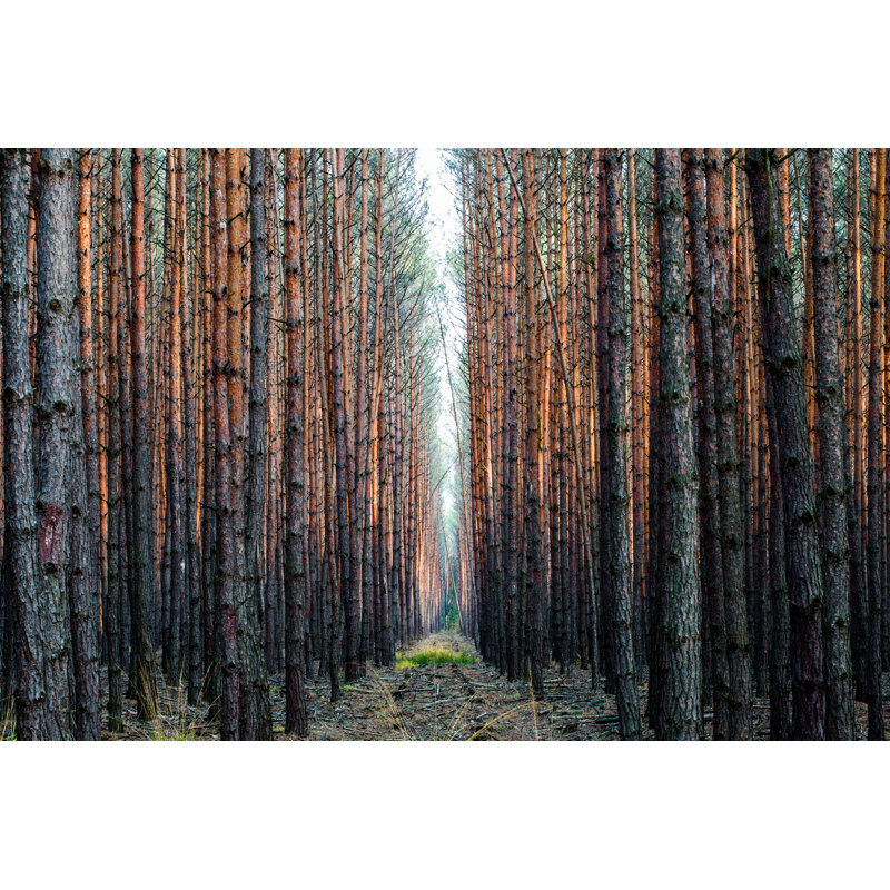 Spruce Forest by DenisVesely - Wrapped Canvas Print, 30cm H x 46cm W x 3.8cm D