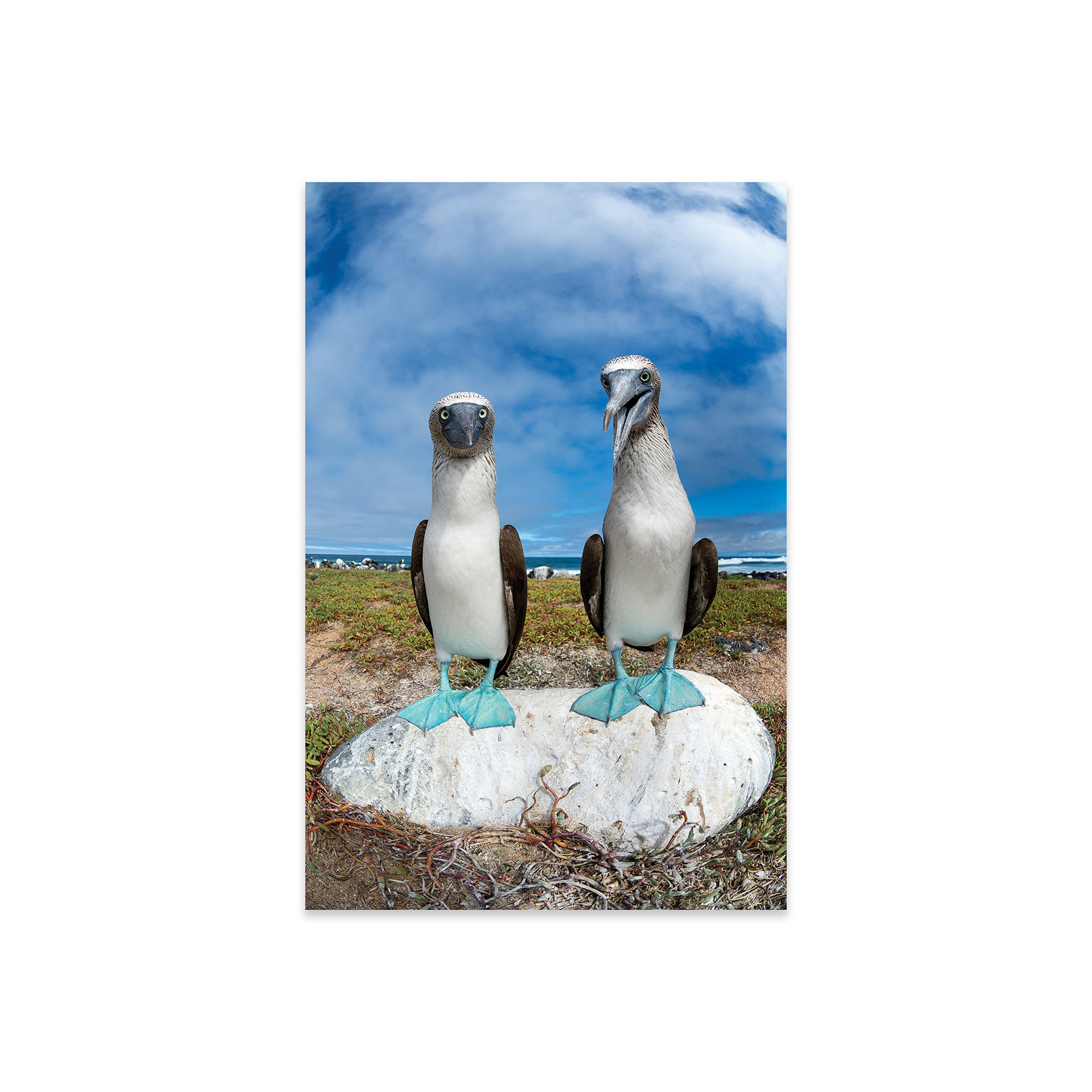 Highland Dunes Blue-Footed Booby Pair, Santa Cruz Island, Galapagos  Islands, Ecuador On Plastic / Acrylic by Tui De Roy Print