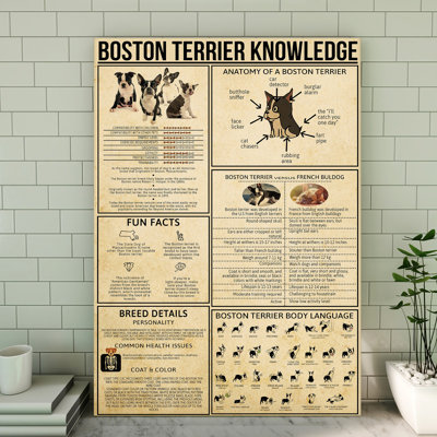 Toile tendue Boston Terrier