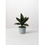 Plante artificielle en pot 6 "Sansevieria