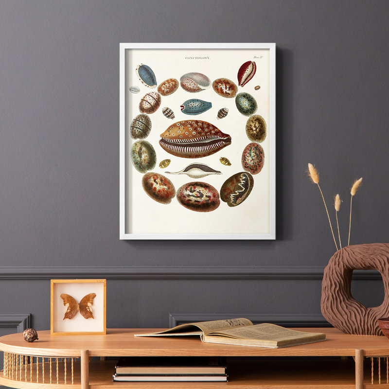 Spiral Shell Formation II Framed Print - Solid Wood, 10" H x 8" W, White
