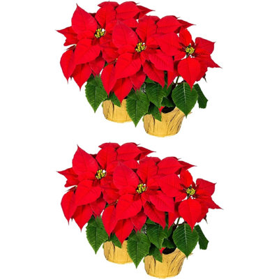 Jasilyn Christmas Tabletop Tree