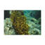 No Frame Print on Canvas-1822194907