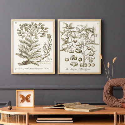 «Sepia Botanical Journal I», reproduction encadrée de qualité supérieure - prête à être accrochée - aucun clou requis - aucun clou requis