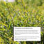 Acisclo Premium Willow Fencing Screening Rolls-1163504206