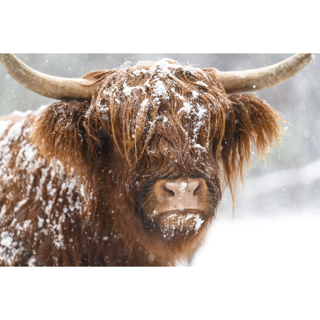 Hochlandkuh im Schnee von Sjo - Leinwandbild