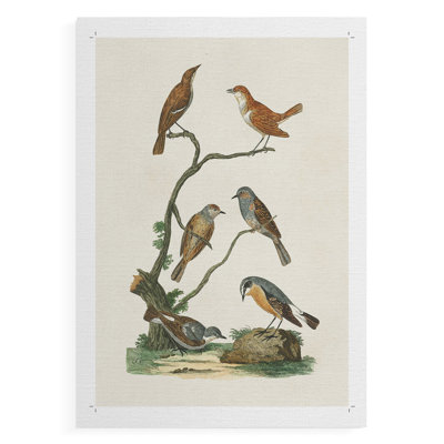 Oiseaux antiques dans la nature IV - Impression sur toile seulement - NON-CADRE