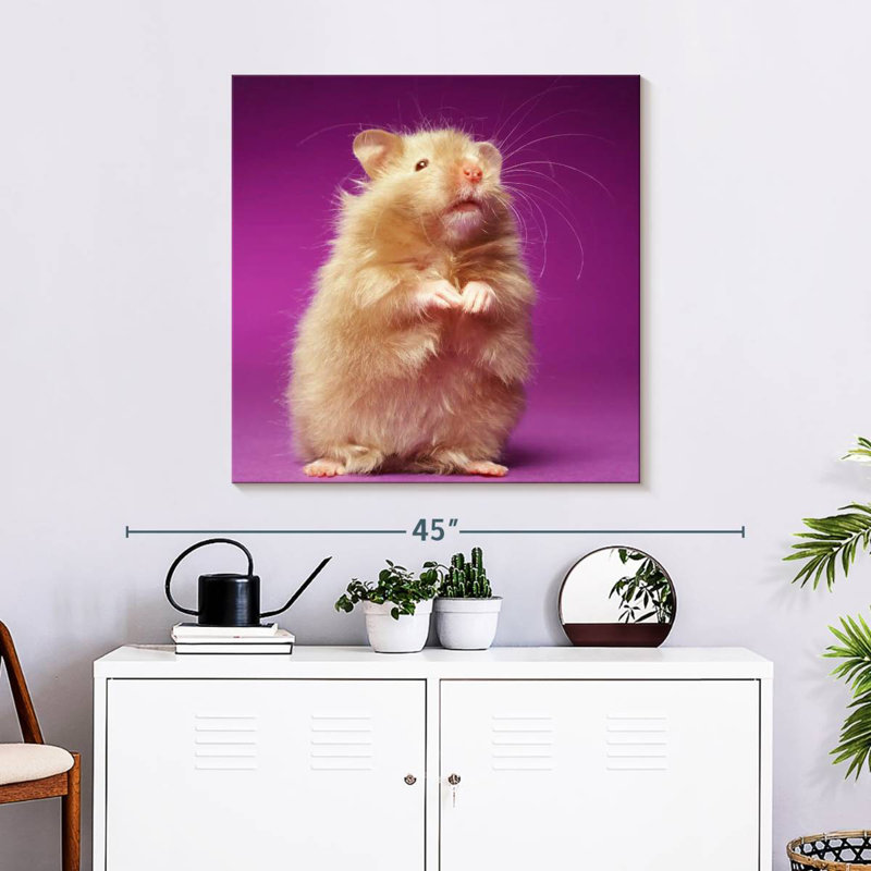 Ketti Fluffy Hamster, 30" H x 30" W