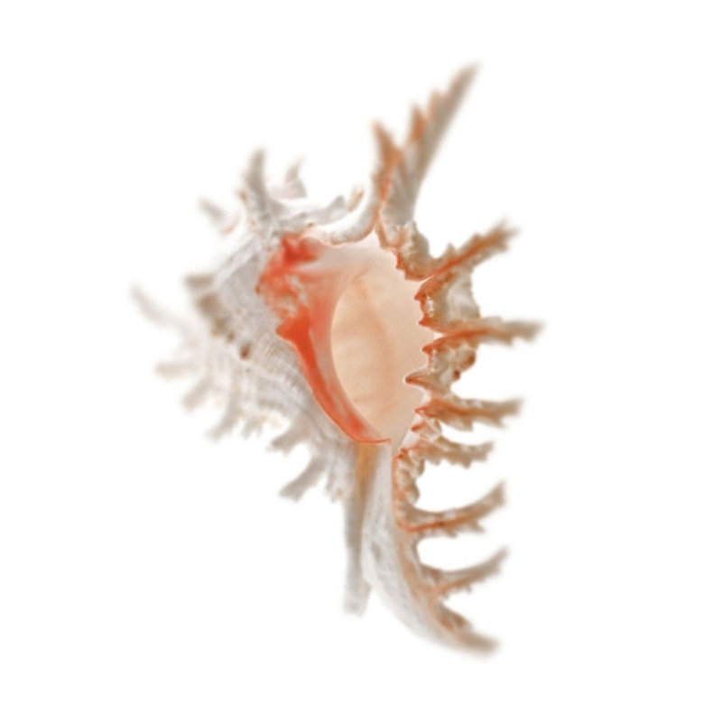 «Sea Shell in White I» par Sofia Fox - impression, H 40 po x l 30 po x P 1,5 po, Extérieur