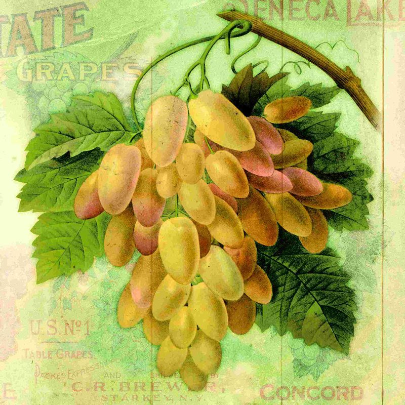 «Vintage Fruit 3», impression sur toile tendue, H 12 po x l 12 po