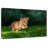 Brampt Frolicking Baby Wild Cat