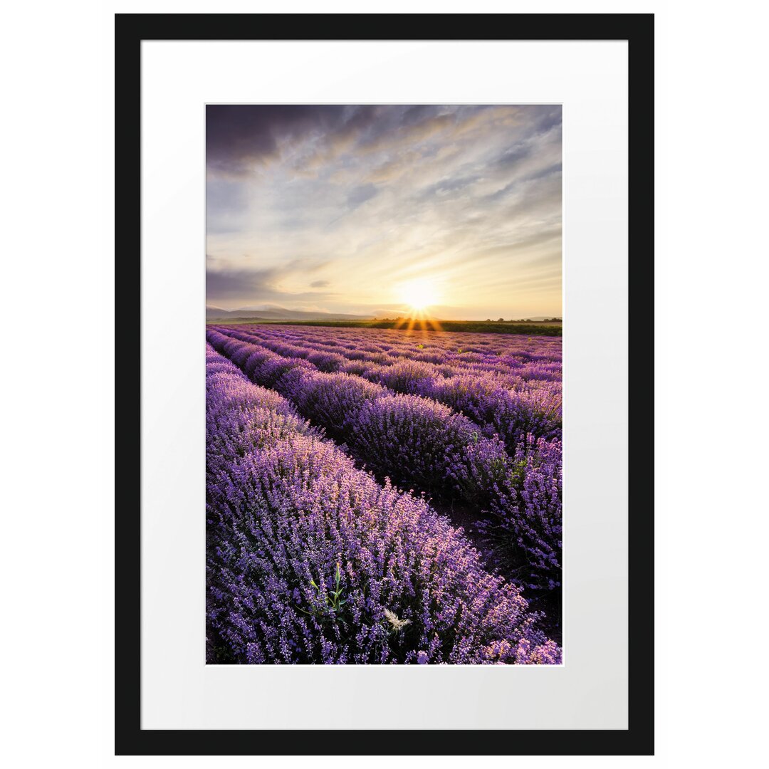 Gerahmtes Poster Traumhafte Lavendel Provence