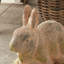 WEATHERED GARDEN RABBIT LARGE